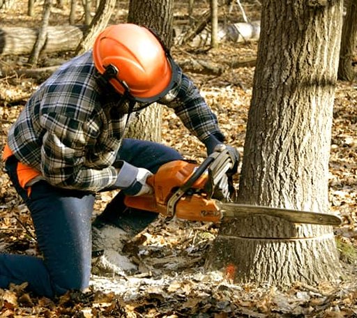 Tree Removal in Big Run, PA